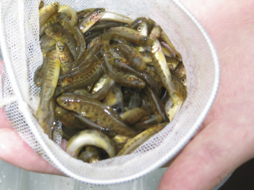 Atlantic salmon fry