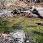 Salmon in a creek