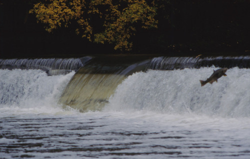 Chinook salmon during a salmon run in the Humber River.