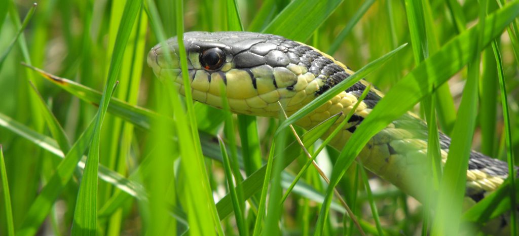garter snake in the grass