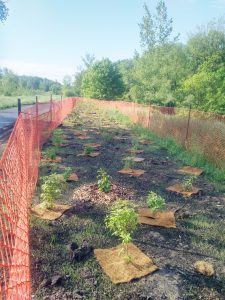 Site 2 community event plantings.