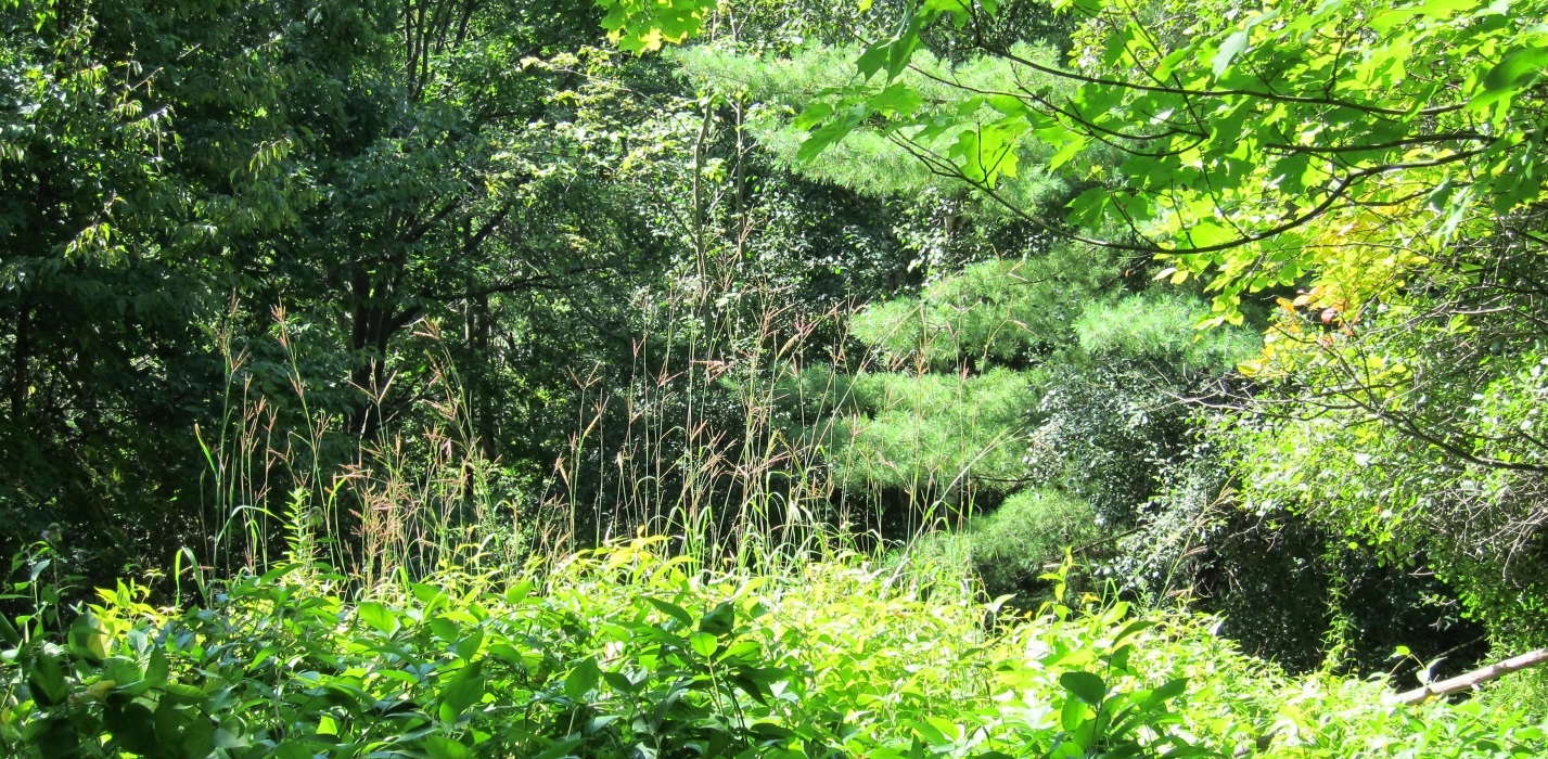 Mixed Oak–Pine Tallgrass Woodland is an example of local flora and fauna in TRCA watersheds