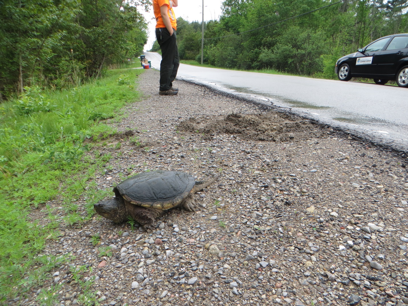 snapping turtle is an example of local flora and fauna in TRCA watersheds