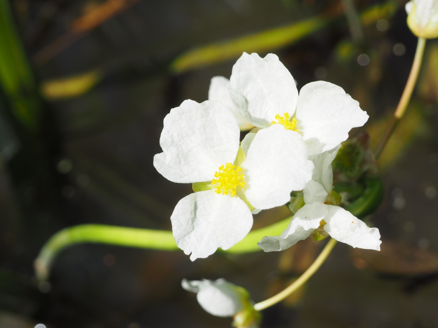 sessile-fruited-arrowhead is an example of local flora and fauna in TRCA watersheds