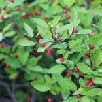 Mountain holly (Ilex mucronata)