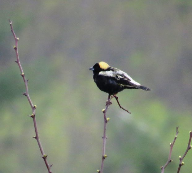 Keeping Tabs on Local Flora and Fauna