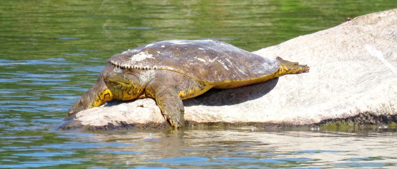 spiny softshell turtle