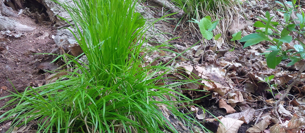 James’ sedge