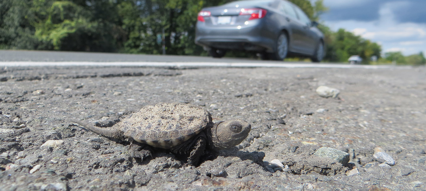 baby snapping turtle by roadside