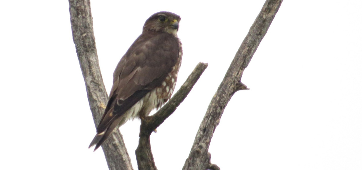 merlin perched in tree