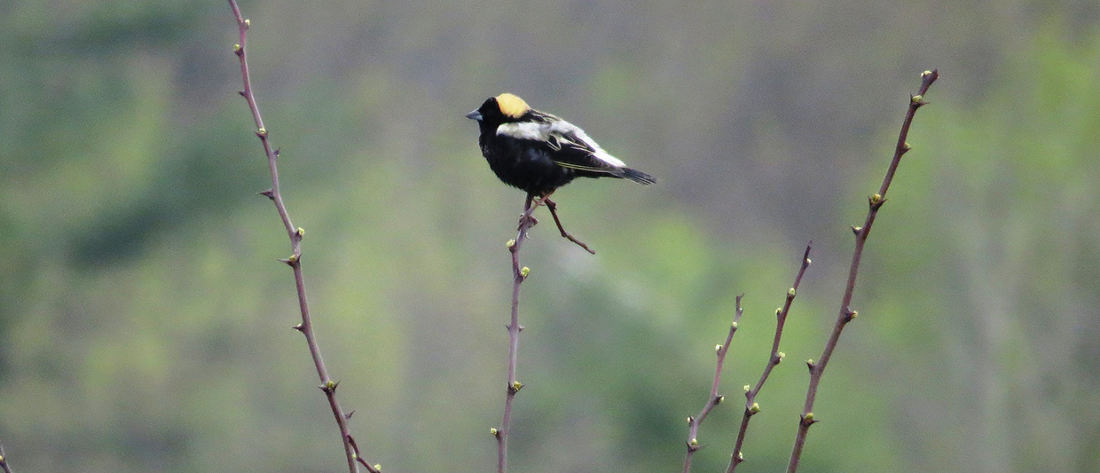 bobolink