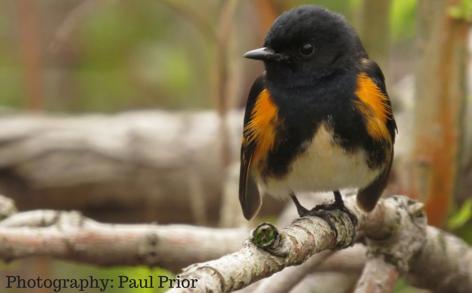 American redstart
