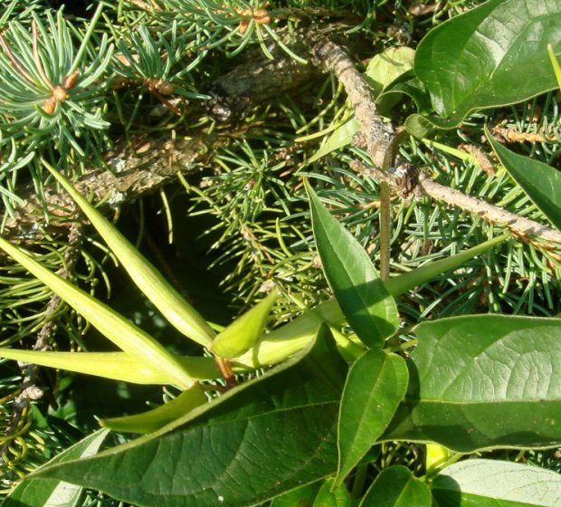 TRCA’s Youth Council Invasive Species Q & A