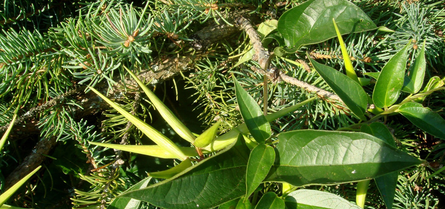 dog strangling vine