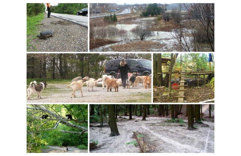 montage of images of urban wildlife