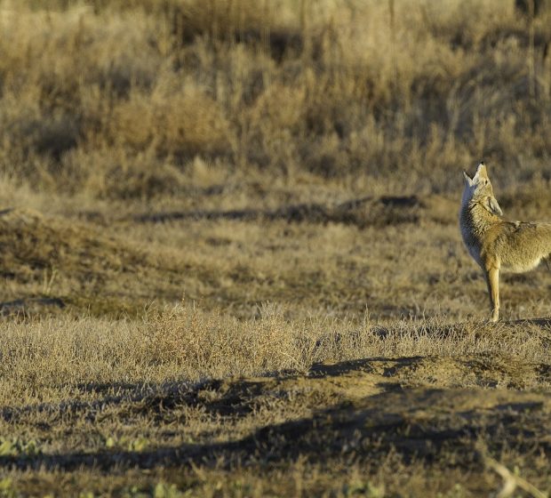 Species Spotlight: Coyotes in Urban Areas