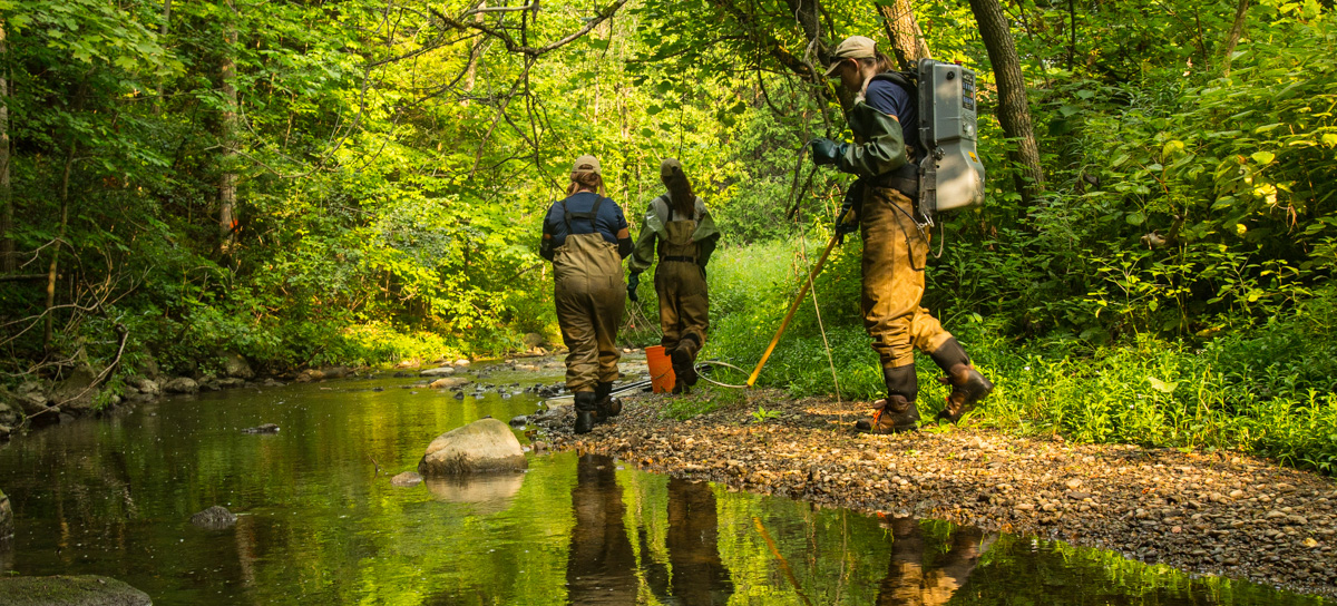 TRCA monitoring staff study fish habitat
