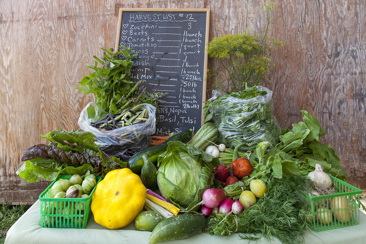 fresh produce on display at Albion Hills Community Farm