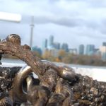 Zebra mussels on the Toronto waterfront