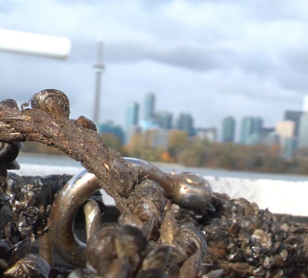 Ecological Interlopers – Understanding Invasive Species