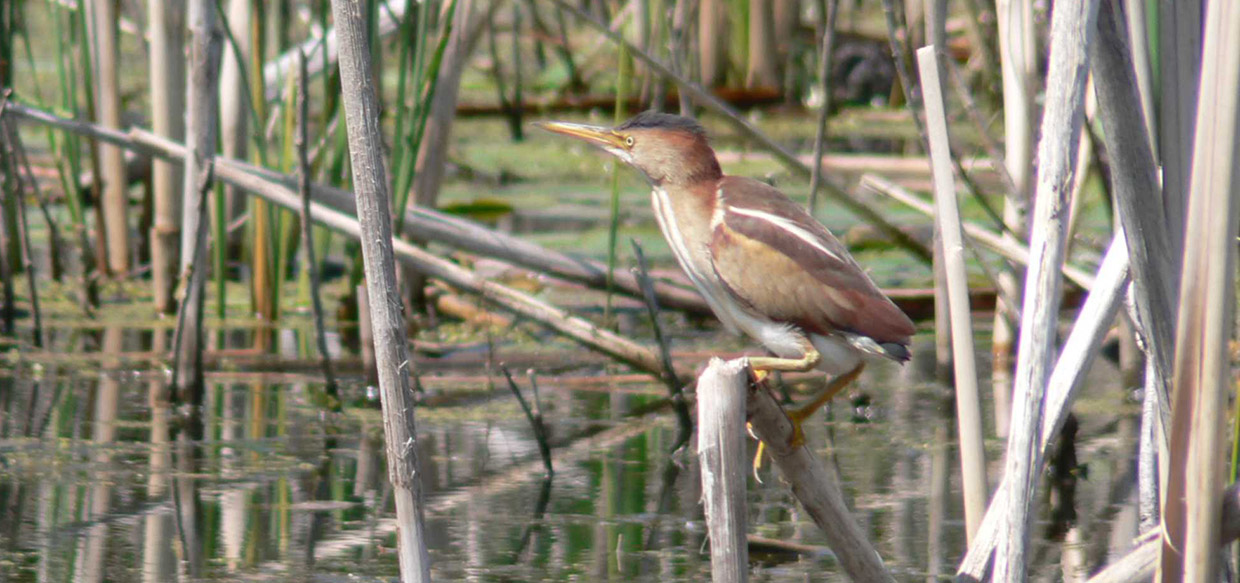 least bittern spotted at Tommy Thompson Park