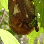 eastern red bat