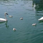 Trumpeter Swan family