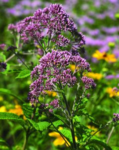 Spotted joe-pyeweed spotted Joe-pye weed (Eupatorium maculatum)
