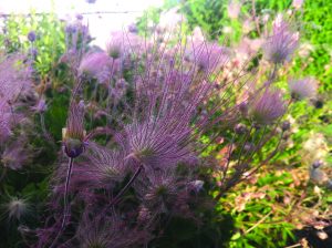 Prairie smoke Prairie Smoke