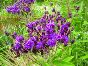 Ironweed Ironweed