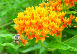 Butterfly milkweed Butterfly Milkweed (Asclepias tuberose)