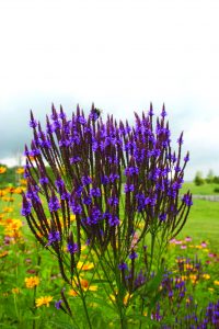 Blue vervain Blue vervain
