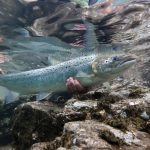 Atlantic Salmon under water
