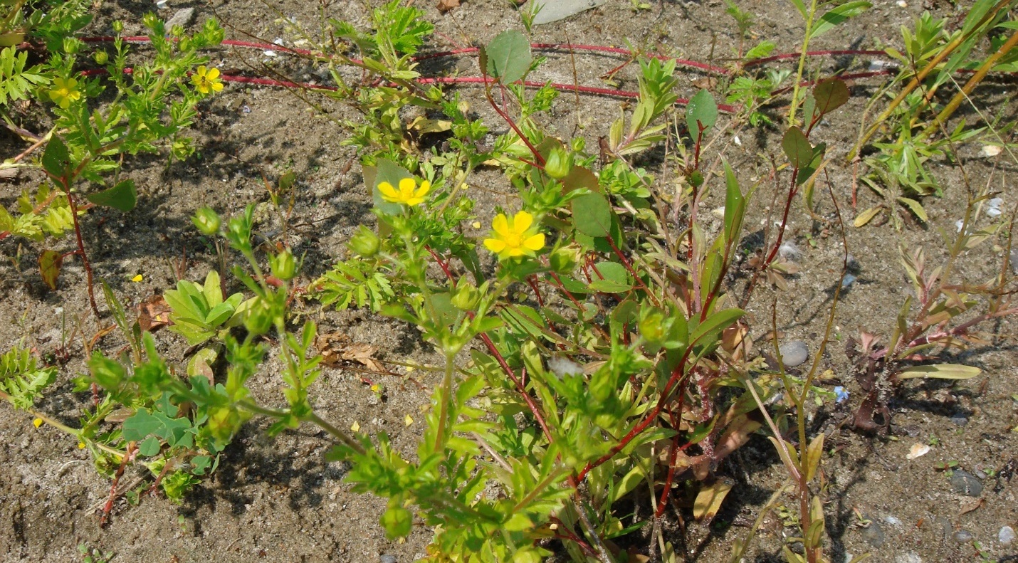 Bushy cinquefoil