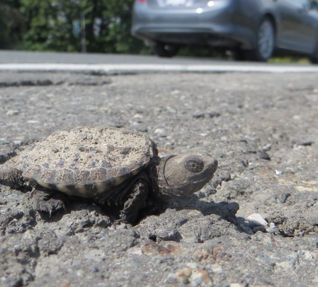 Crossings and Connectivity: How TRCA’s Road Ecology Work Helps Native Species