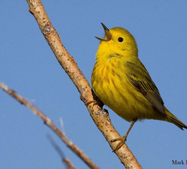 Bird Walk