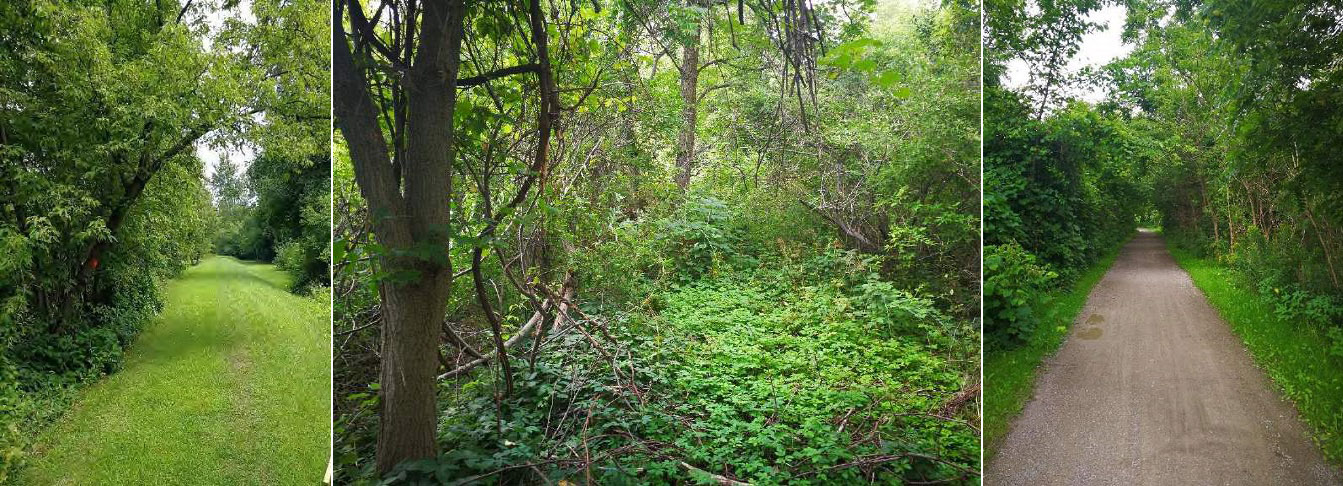 excessive vegetation and grass and gravel on Pickering and Ajax dykes