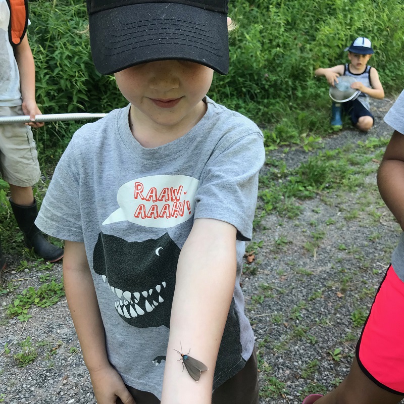 camper encounters large insect at Claremont Nature Centre