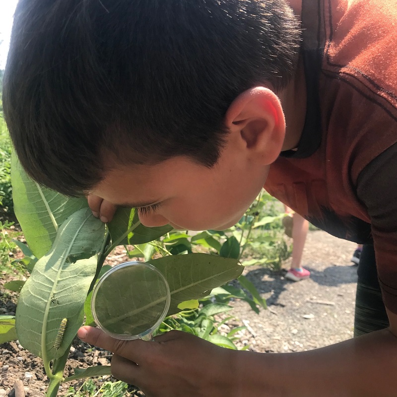 camper with magnifying glass examines caterpillar on leaf at Claremont Nature Centre