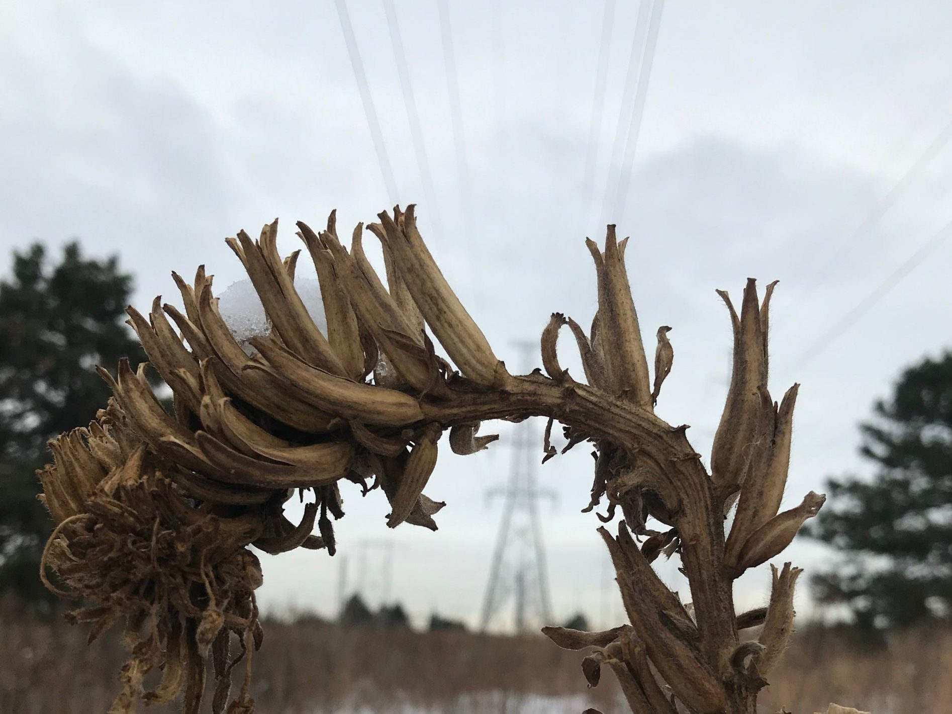 Dried flower in winter at The Meadoway with hydro lines in background