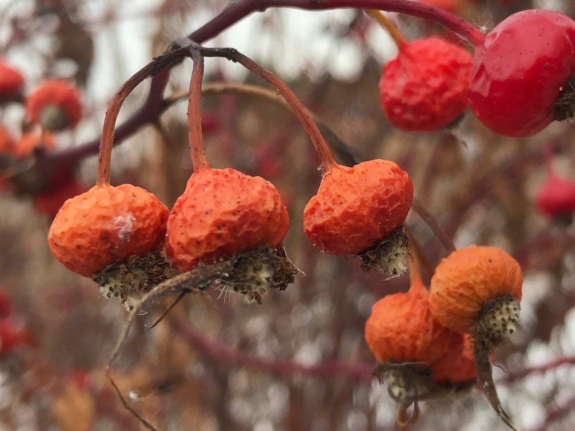 Dried red plant in The Meadoway in winter