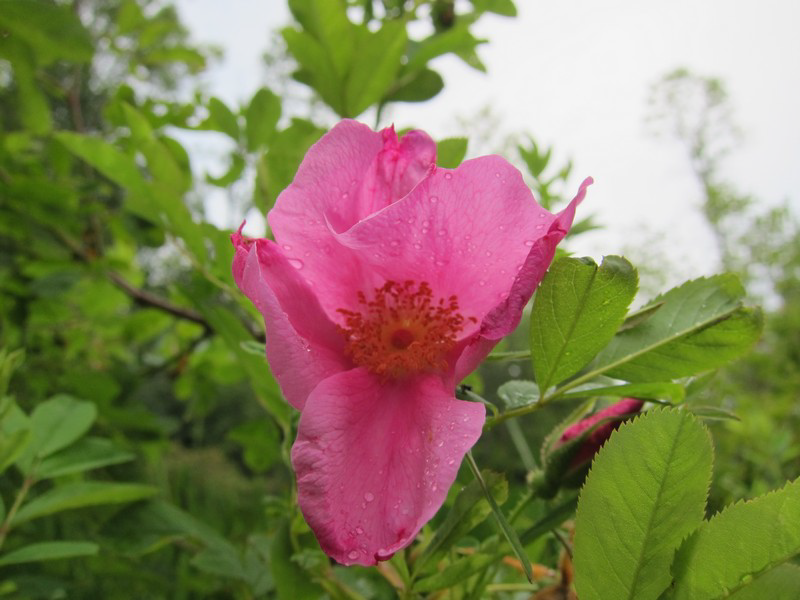 swamp rose