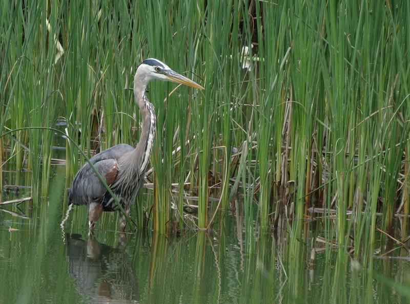 great blue heron