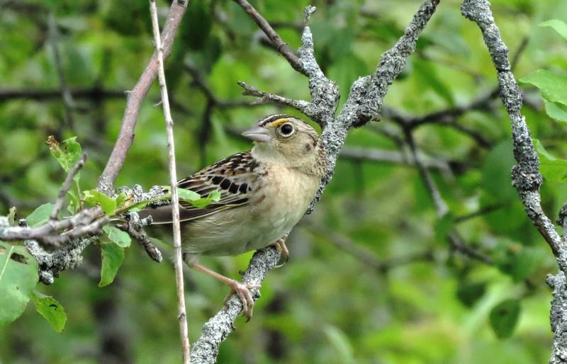 grasshopper sparrow