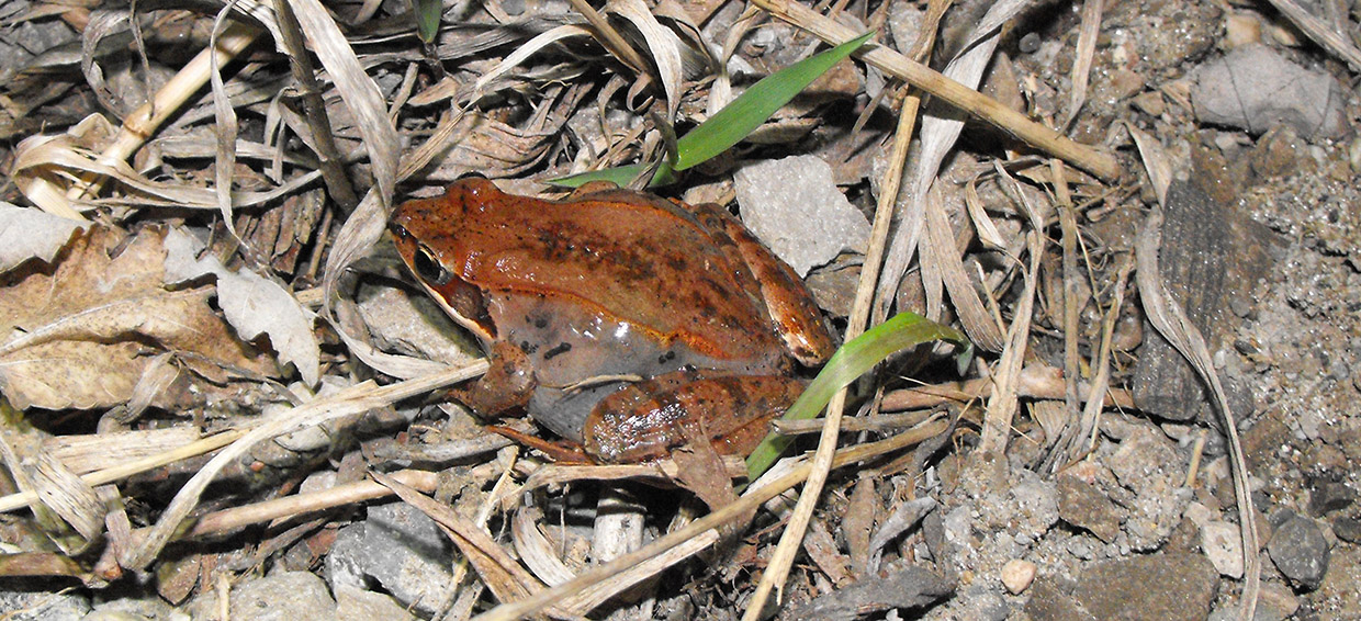 wood frog