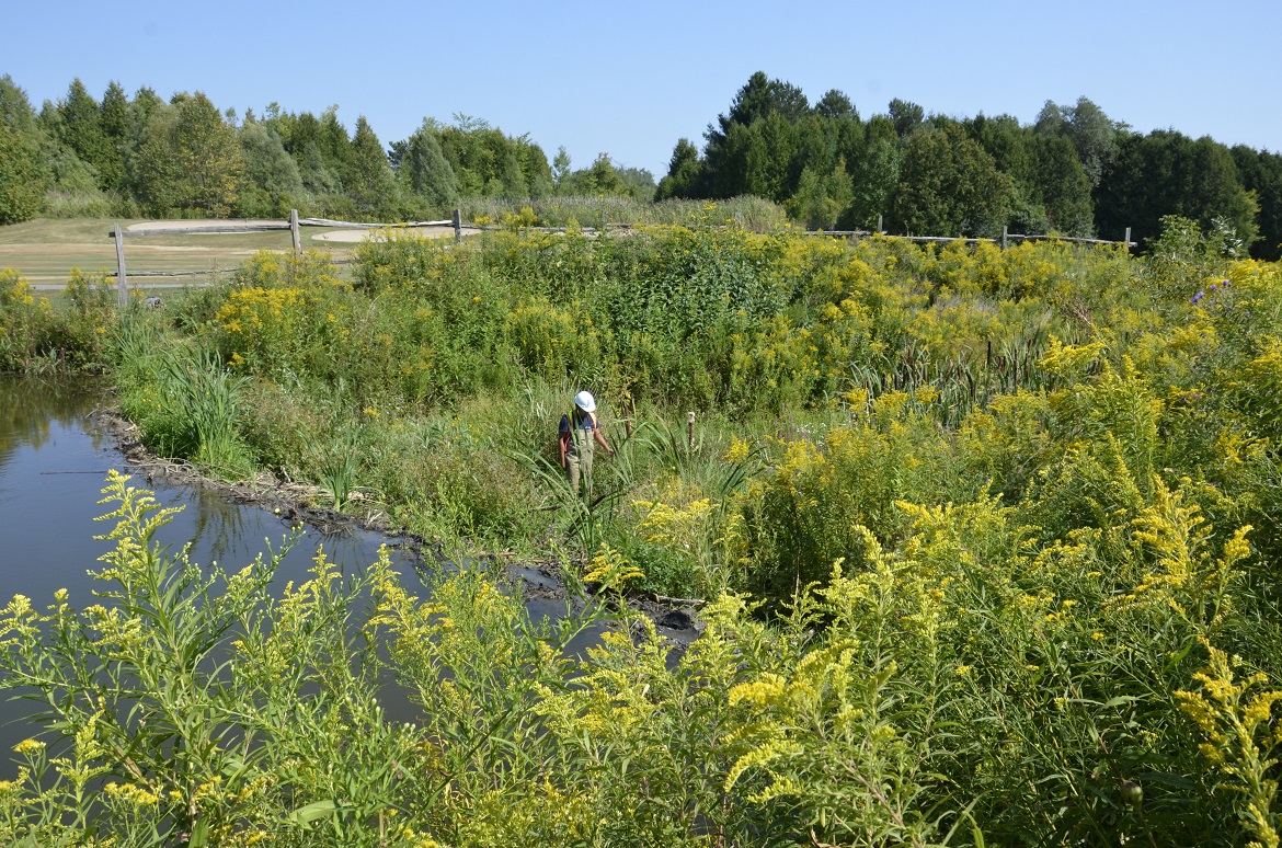 TRCA staff member assesses a natural barrier beaver dam