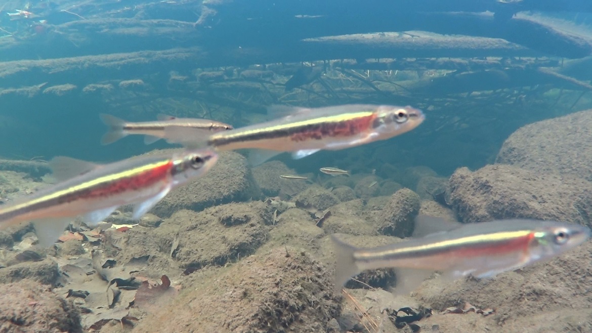 redside dace