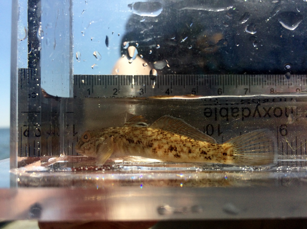round goby