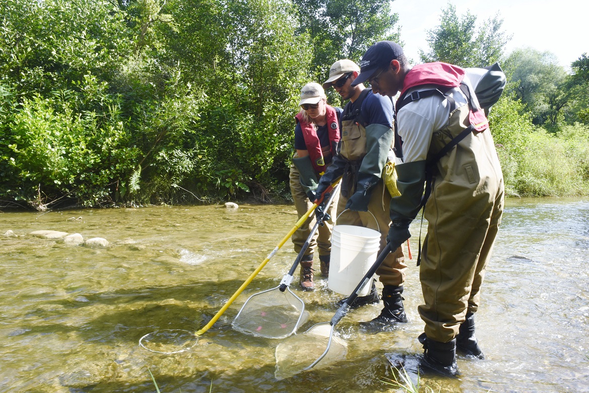 TRCA staff sampling for benthic macroinvertebrates
