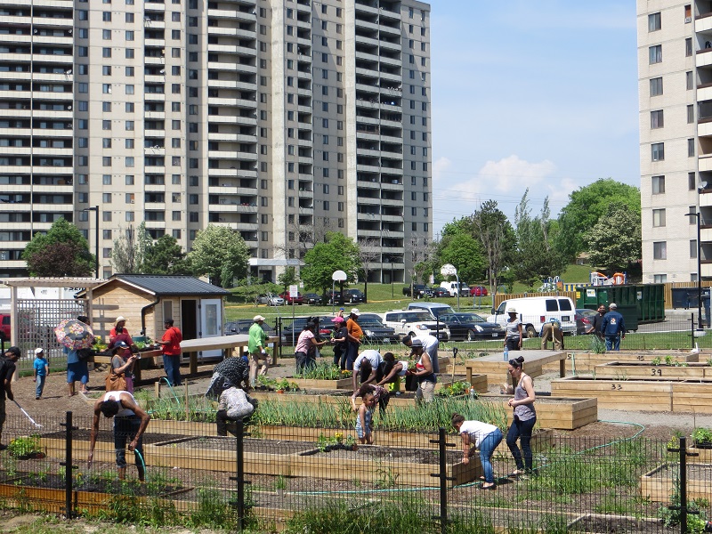 residents participate in community gardening at San Romanoway Towers